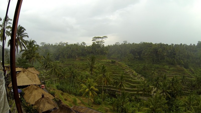 Bali egyik legszebb teraszos rizsföldje a Tegalalang rizsföld.